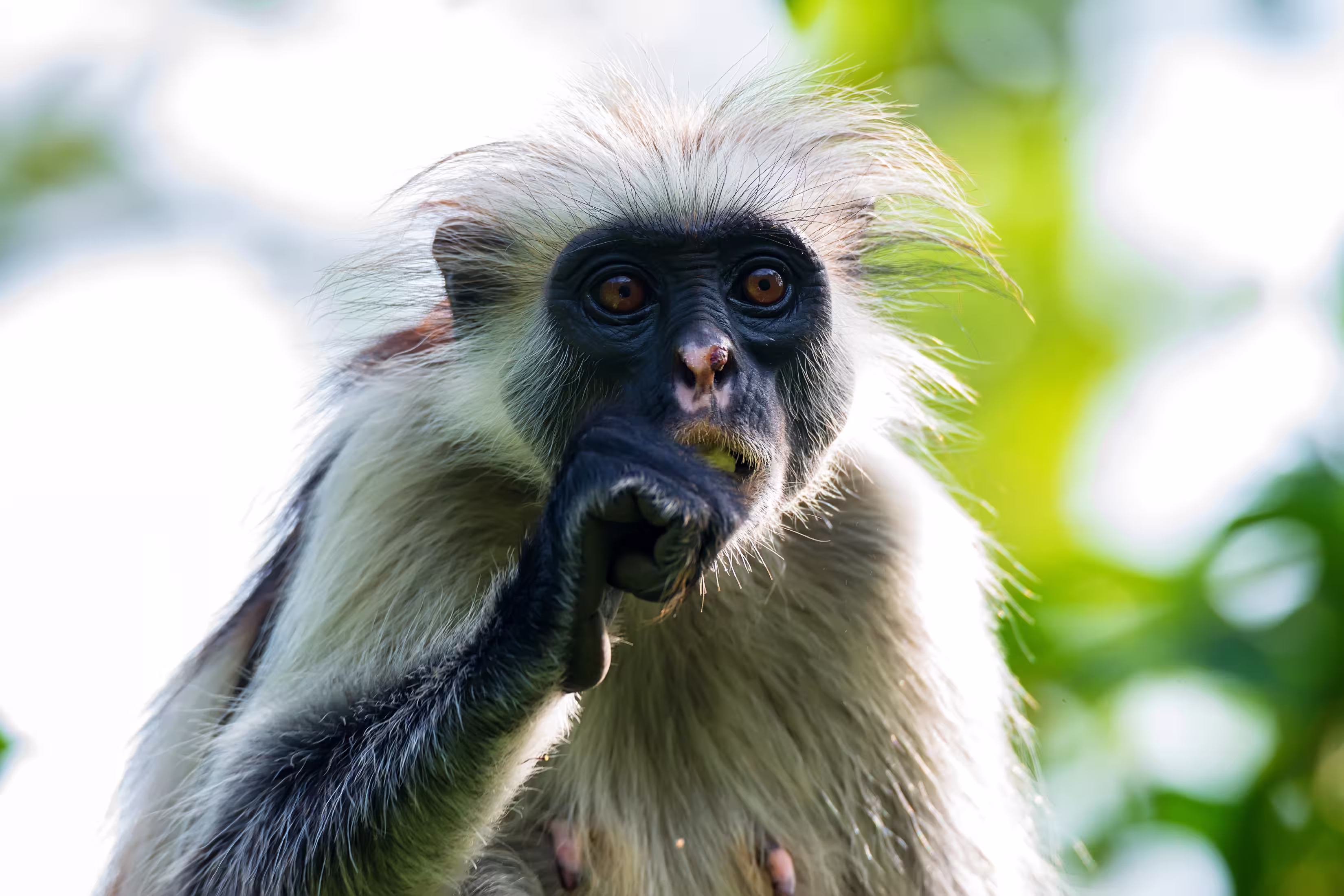 Colobus Monkey