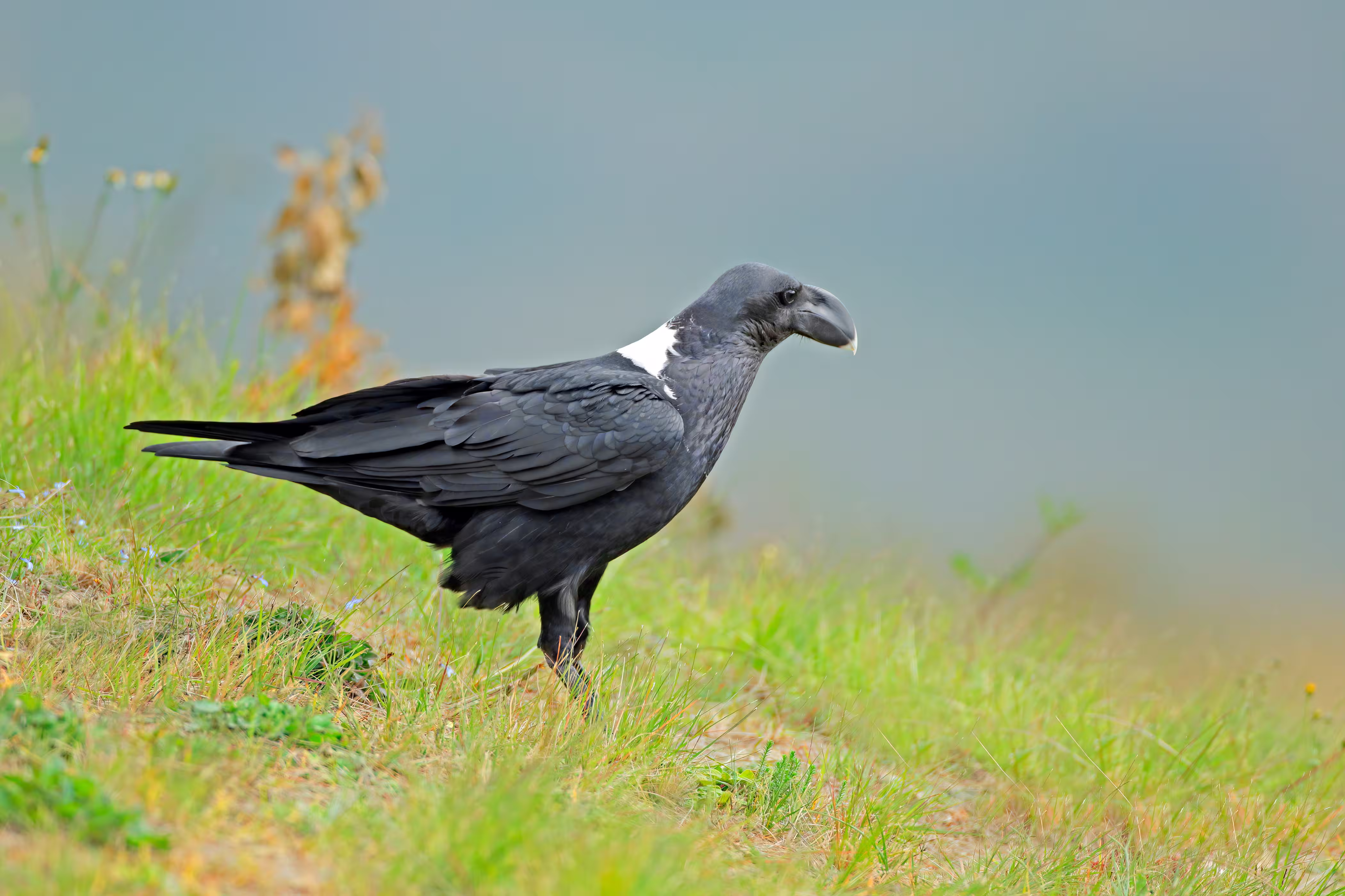 White-necked Raven