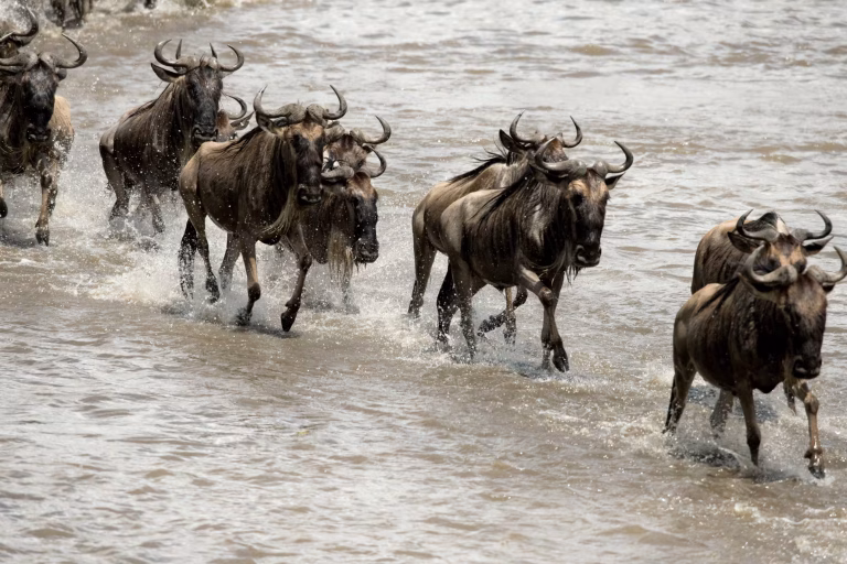 Serengeti Mara River Camp
