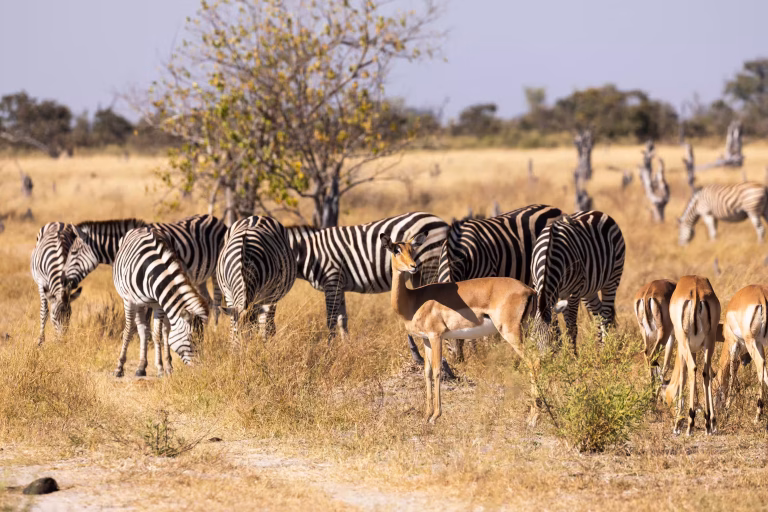 10 Things Nobody Tells You Before Your First Africa Safari