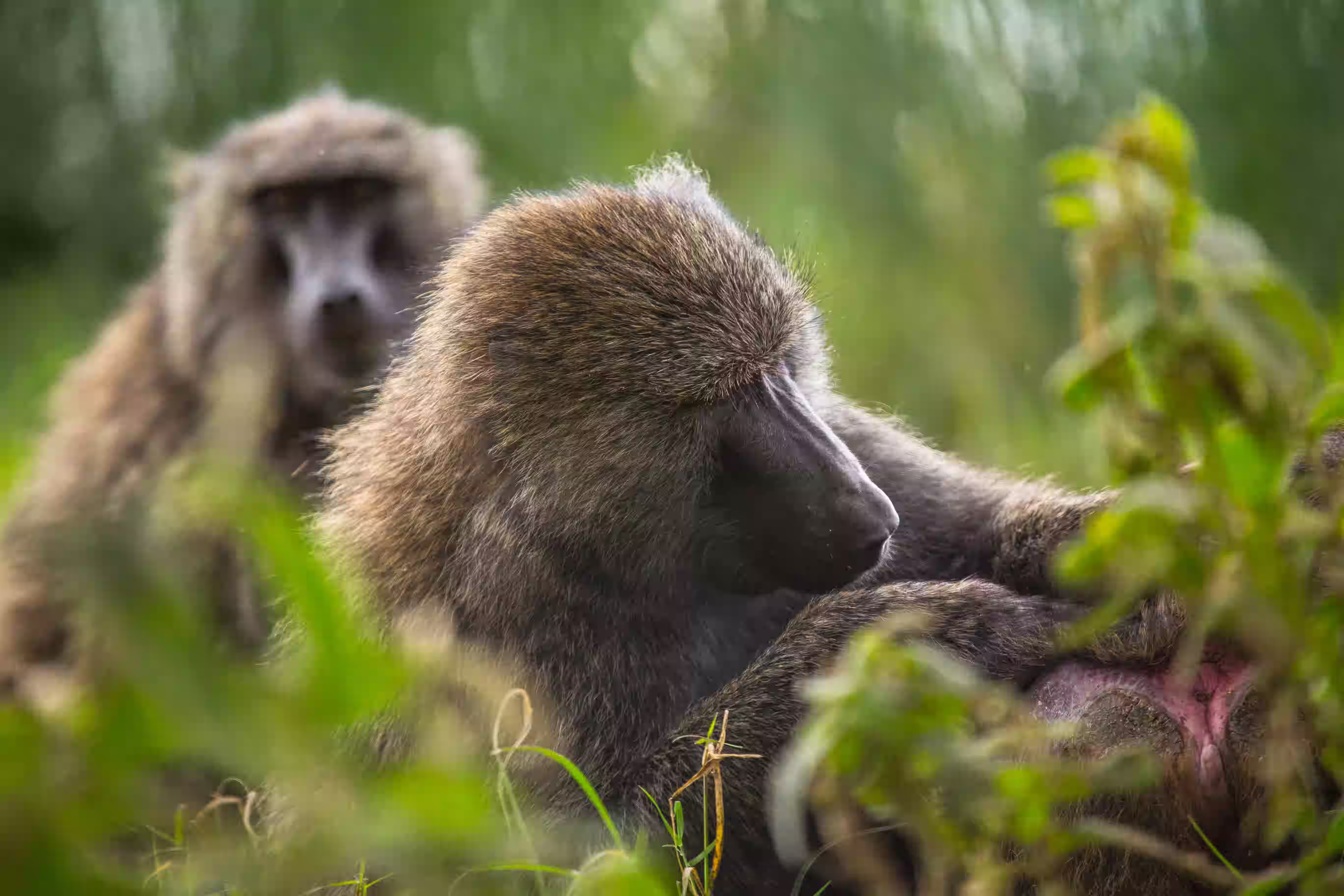 Baboon Troops