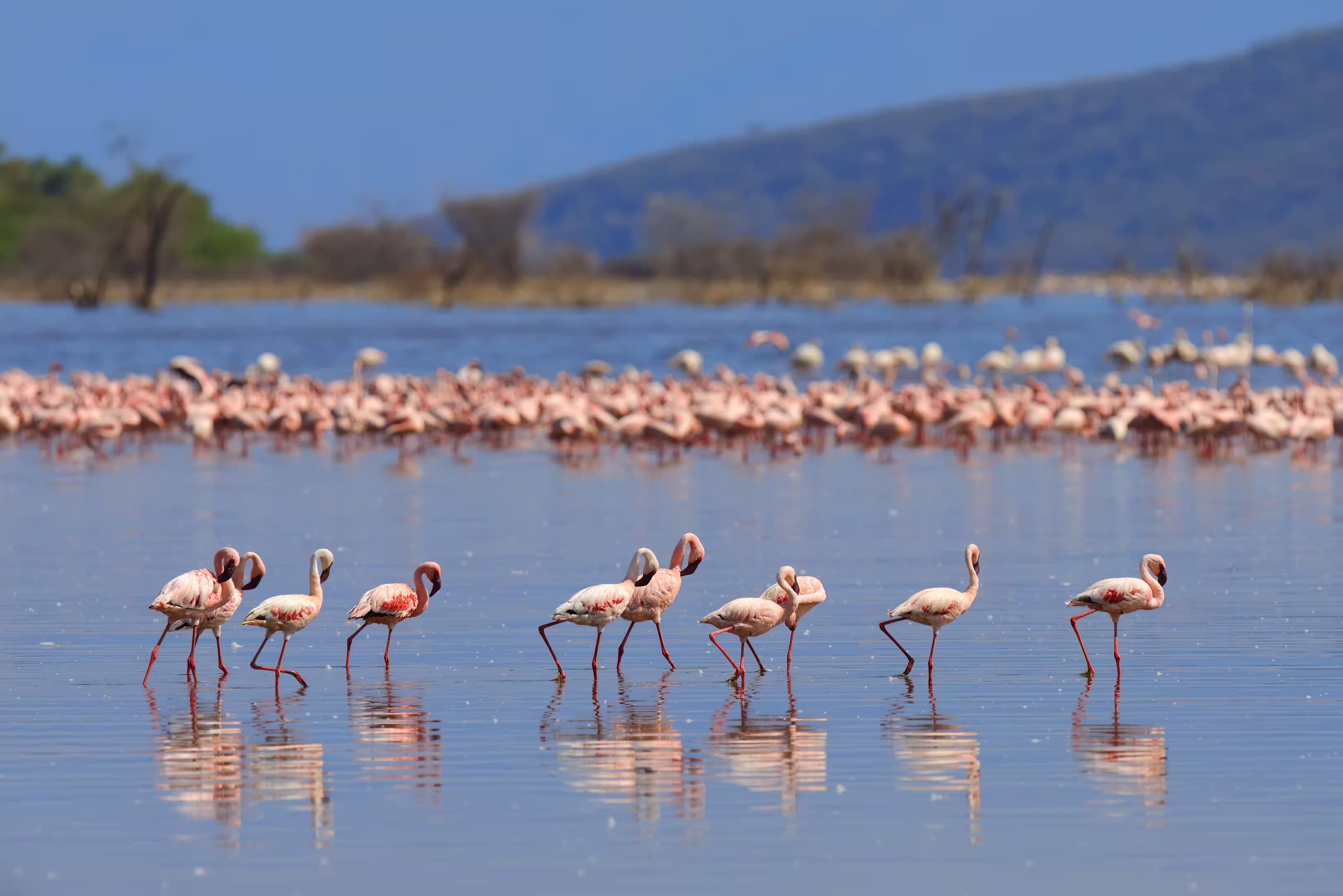 Lake Eyasi Ecosystem
