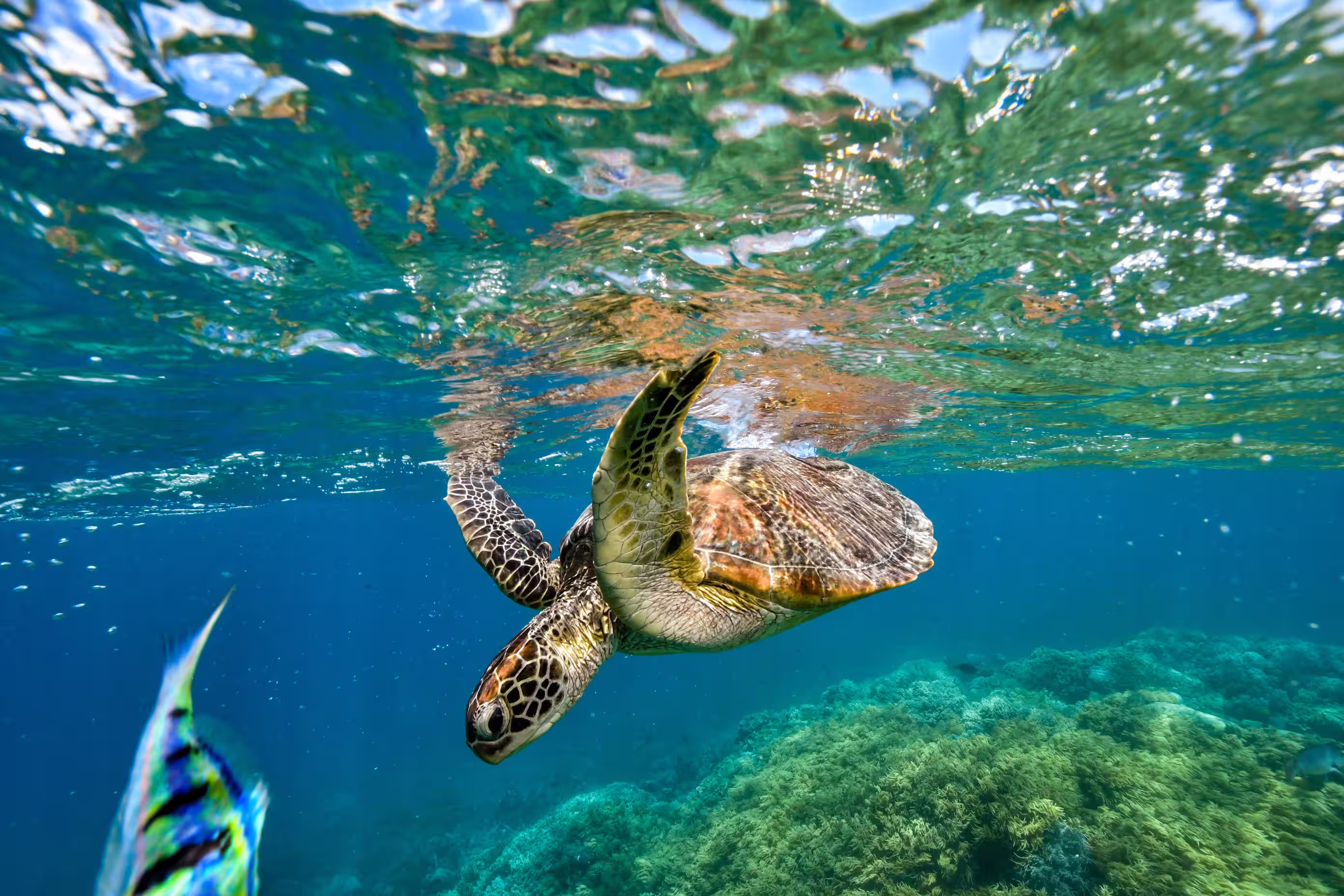 Mafia Island marine biodiversity