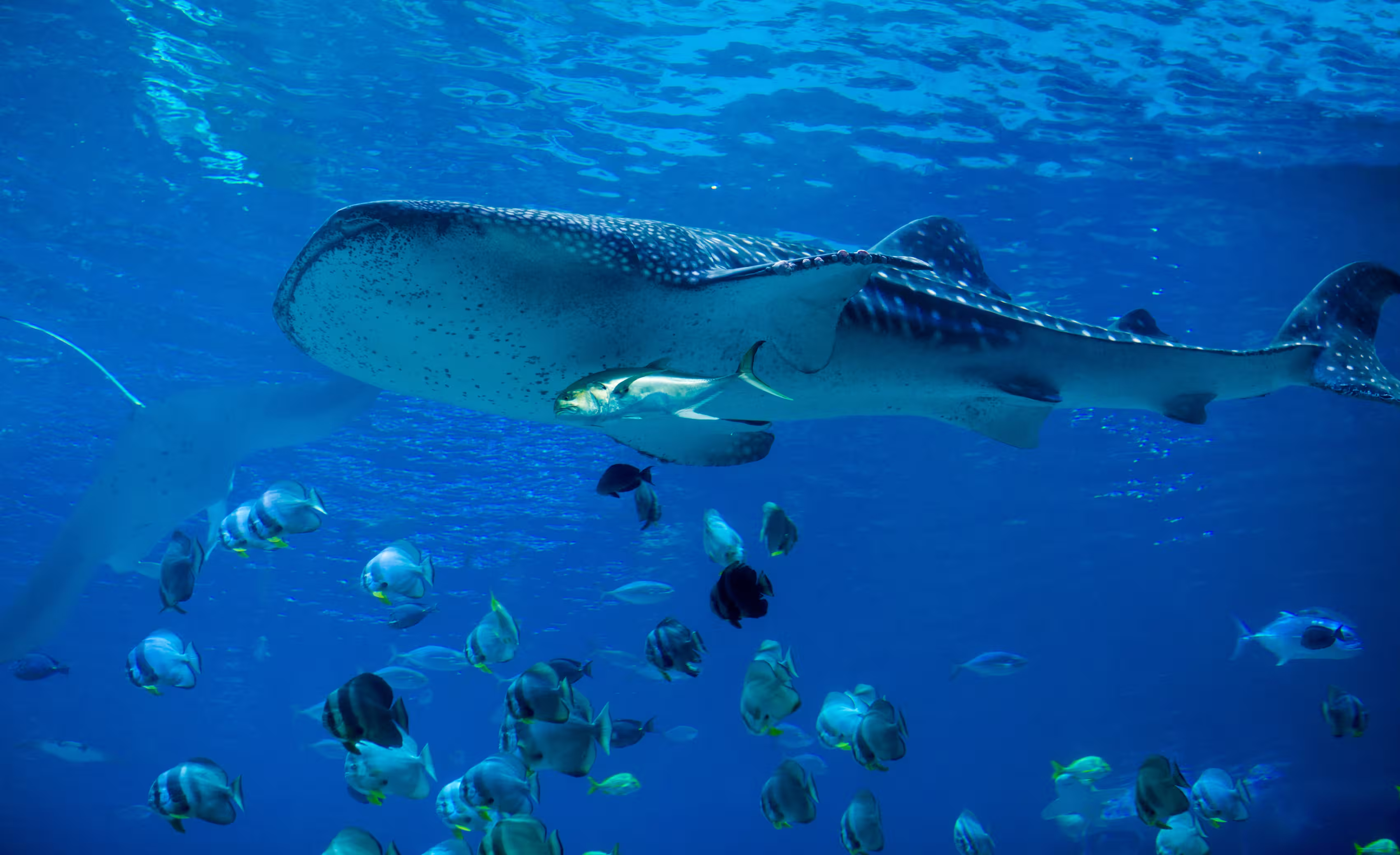 swimming with whale sharks Mafia Island