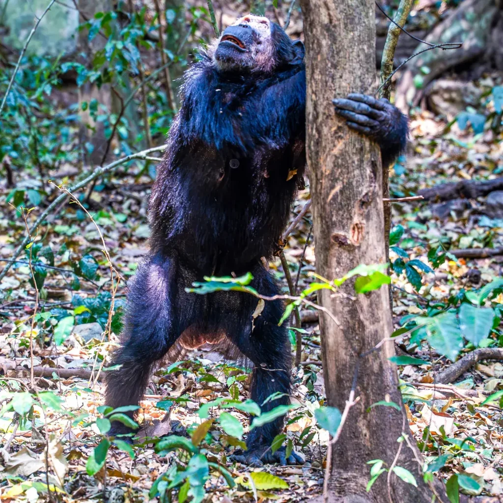 A chimpanzee standing against a tree in the forest