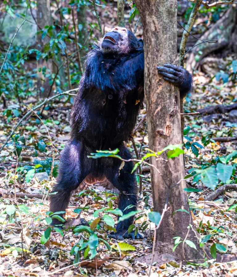 Gombe National Park: Tanzania’s Chimpanzee Forest on the Shore of Lake Tanganyika