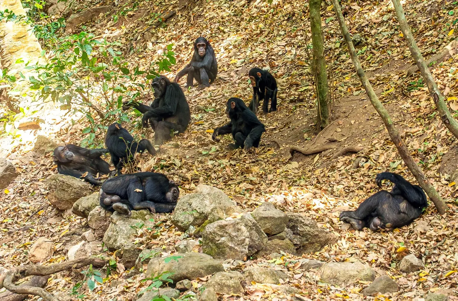 A group of chimpanzees resting on a forest slope