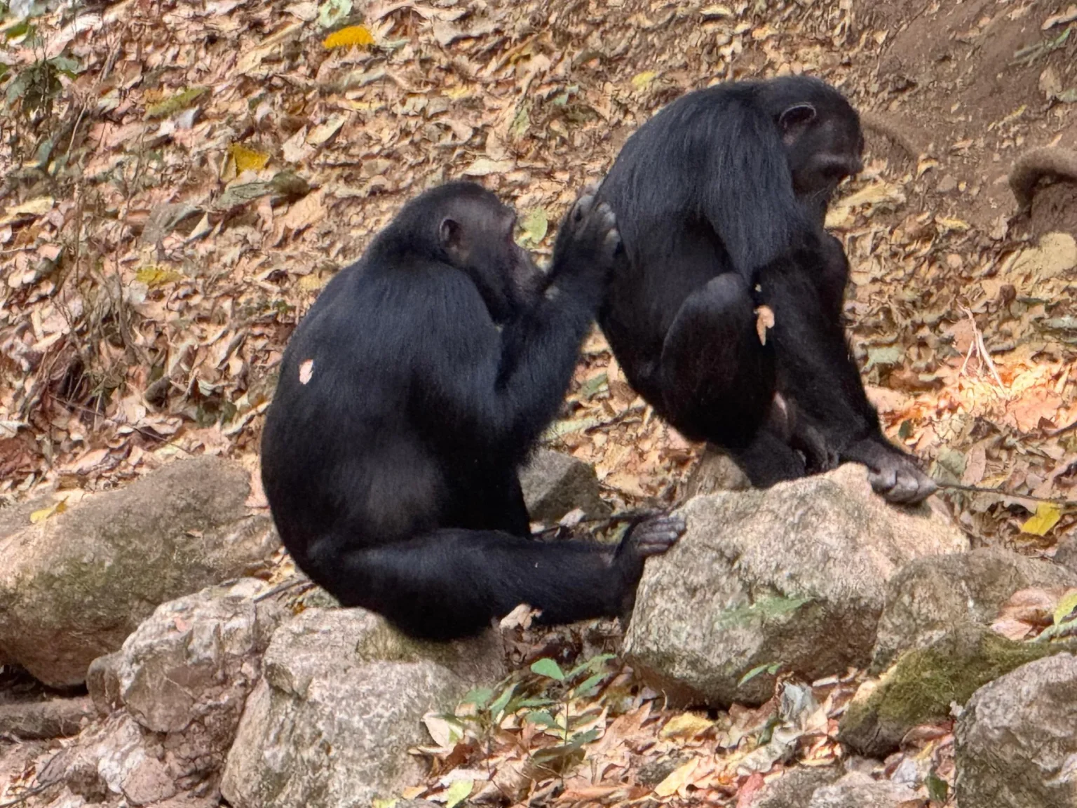 Two chimpanzees grooming on the forest floor