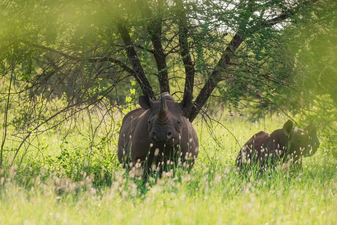 A black rhino and calf in long green grass