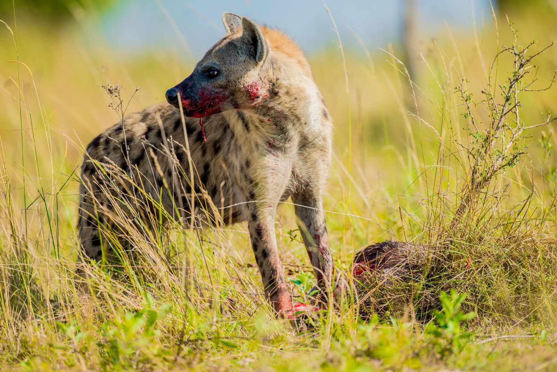 A spotted hyena at a kill in long grass