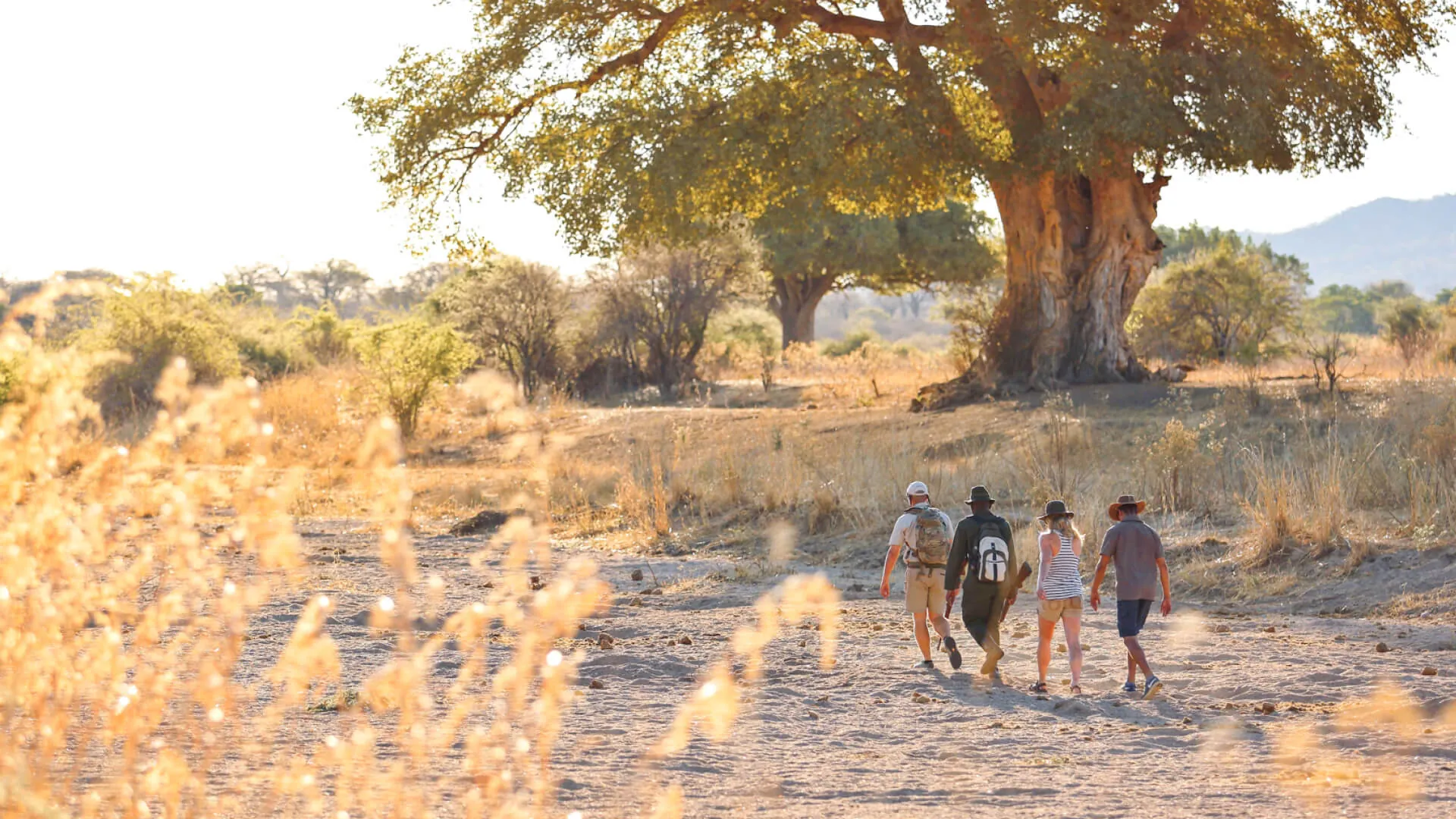 A guide leading guests on a walking safari past a large baobab