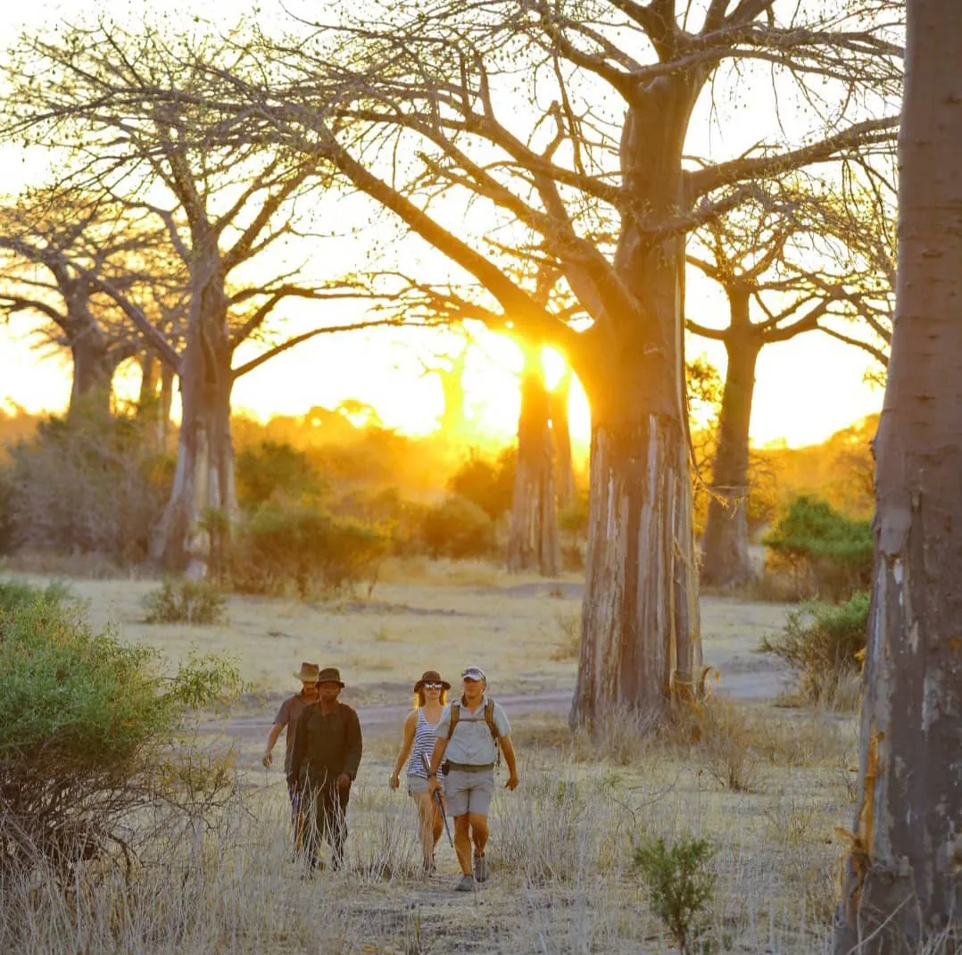 A guide leading guests on a walking safari among baobabs