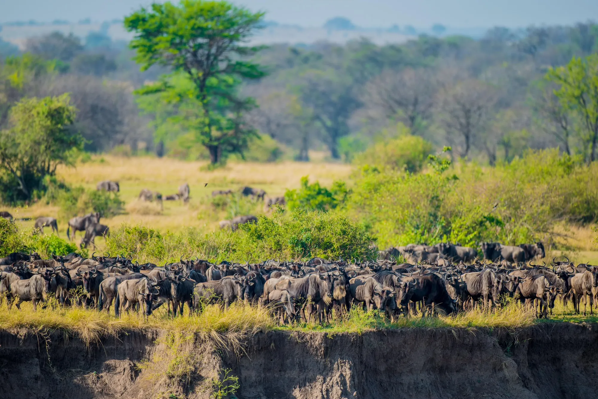 A wildebeest herd gathered on a riverbank in the Serengeti